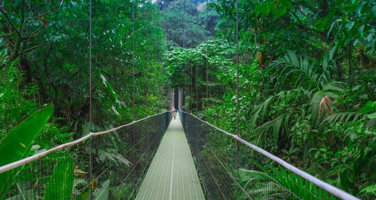Suspended hanging bridge leading through dense emerald cloud forest with a lone figure in the distance
