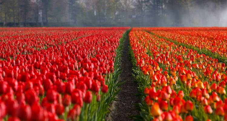 Best of the Netherlands - Cosmos 6