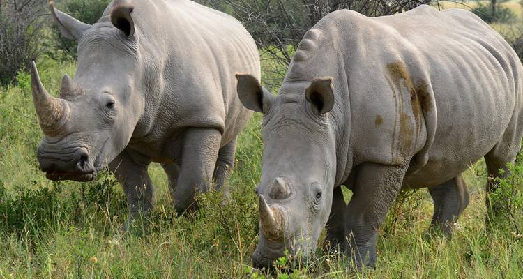 Les points forts du Botswana (12 destinations) - Intrepid Travel 10