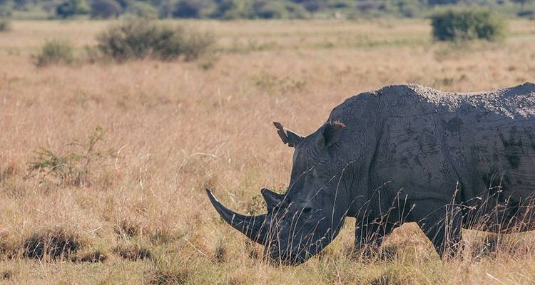 Les points forts du Botswana (12 destinations) - Intrepid Travel 1