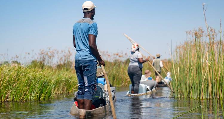 Guías conducen canoas excavadas a través de canales bordeados de juncos del Delta del Okavango con viajeros sentados.