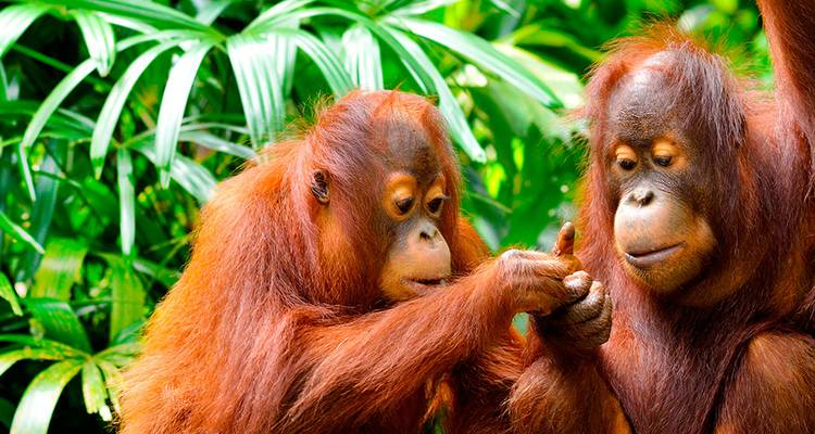 Borneo Family Holiday Comfort (including Sepilok) - Intrepid Travel 1
