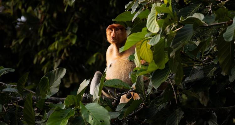 Borneo Family Holiday Comfort (including Sepilok) - Intrepid Travel 3