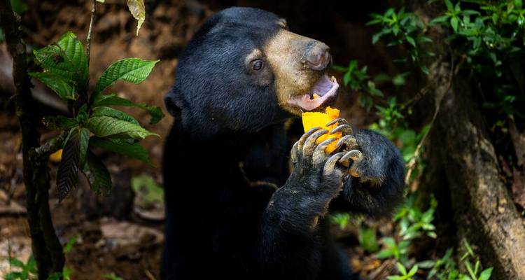 Borneo Family Holiday Comfort (including Sepilok) - Intrepid Travel 6