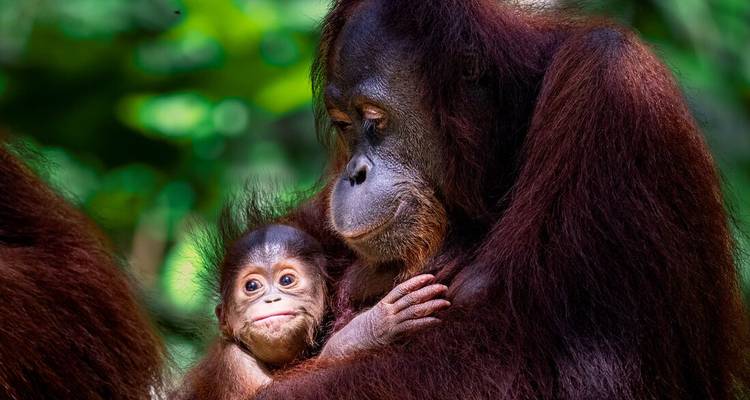 Borneo Family Holiday Comfort (including Sepilok) - Intrepid Travel 7