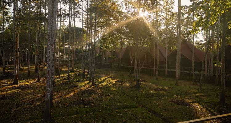 Des rayons de soleil filtrant à travers les grands arbres de la forêt sur des rangées de cabines sous tente.