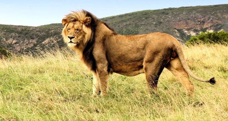 3 jours de Glamping sur la Route des Jardins de Botlierskop et Safari sur la Côte des Baleines avec Transferts Privés - Hotspots2c 3