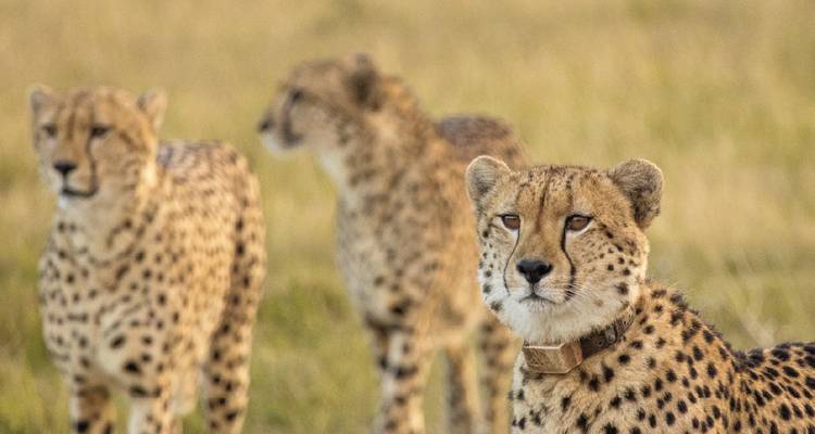Close-up of three alert cheetahs standing in golden grassland, one staring toward the camera.
