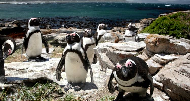3 jours de Glamping sur la Route des Jardins de Botlierskop et Safari sur la Côte des Baleines avec Transferts Privés - Hotspots2c 1