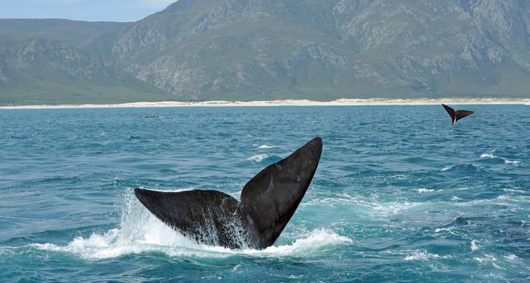 Whale flukes emerging from the ocean with mountain backdrop.