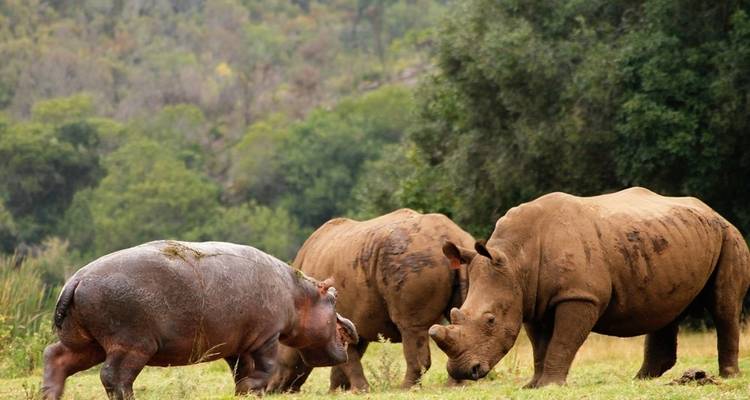 3 jours de Glamping sur la Route des Jardins de Botlierskop et Safari sur la Côte des Baleines avec Transferts Privés - Hotspots2c 2