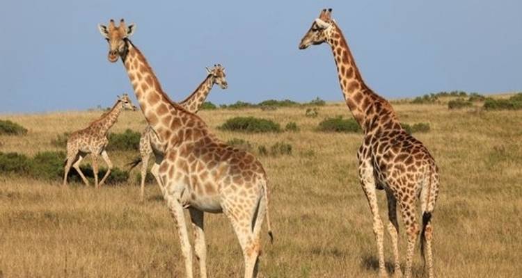 3 jours de Glamping sur la Route des Jardins de Botlierskop et Safari sur la Côte des Baleines avec Transferts Privés - Hotspots2c 9