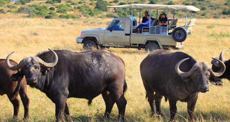 3 jours de Glamping sur la Route des Jardins de Botlierskop et Safari sur la Côte des Baleines avec Transferts Privés - Hotspots2c 6