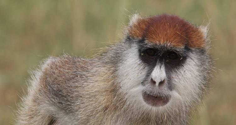 18-day Gorillas to the Mara (Accommodated) - Acacia Adventure Holidays 6