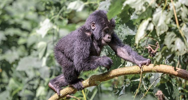 18-day Gorillas to the Mara (Accommodated) - Acacia Adventure Holidays 1