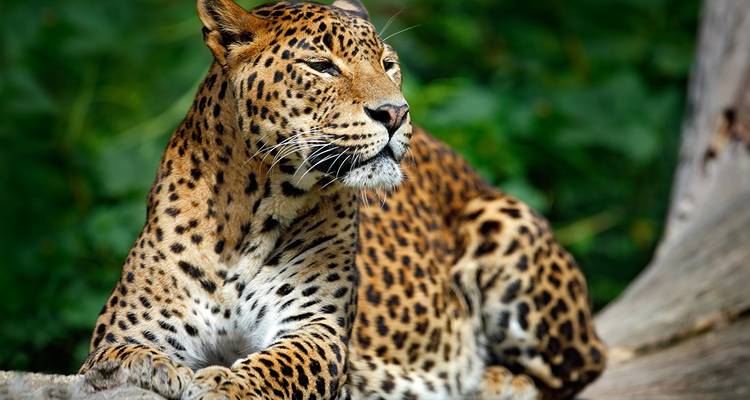 Ciclismo Sri Lanka (14 destinations) - Intrepid Travel 7