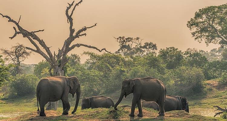 Ciclismo Sri Lanka (14 destinations) - Intrepid Travel 8