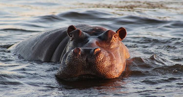 Essentiel Botswana - Intrepid Travel 4