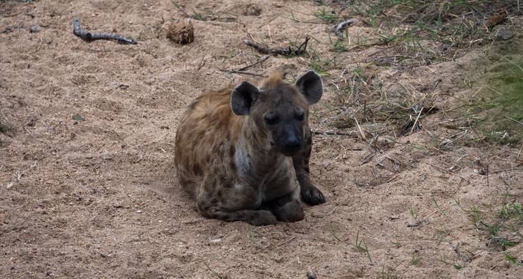 A hyena resting on sandy ground.
