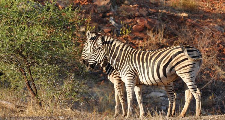 L'essentiel du safari africain - Intrepid Travel 1