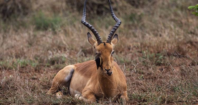 An impala lying down on grassy ground.