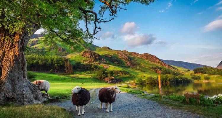 Sheep grazing near a lake with mountains in the background.