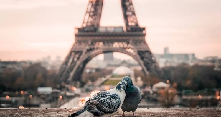 Negociante europeo con el show de flores de Chelsea - Verano 2021 - Insight Vacations 3