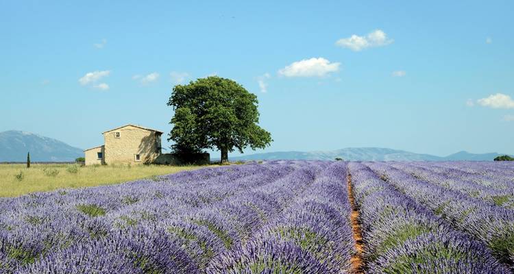 Een rustiek platteland met een lavendelveld en een eenzaam huis.