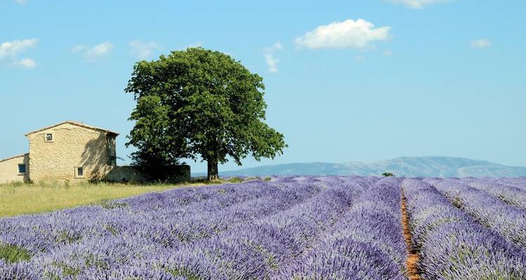 D'infinies rangées de lavande violette s'étendent vers une ferme de pierre isolée et des montagnes lointaines en Provence.