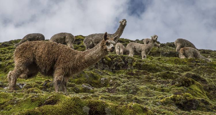 Caminata a Salkantay y Machu Picchu - G Adventures 2