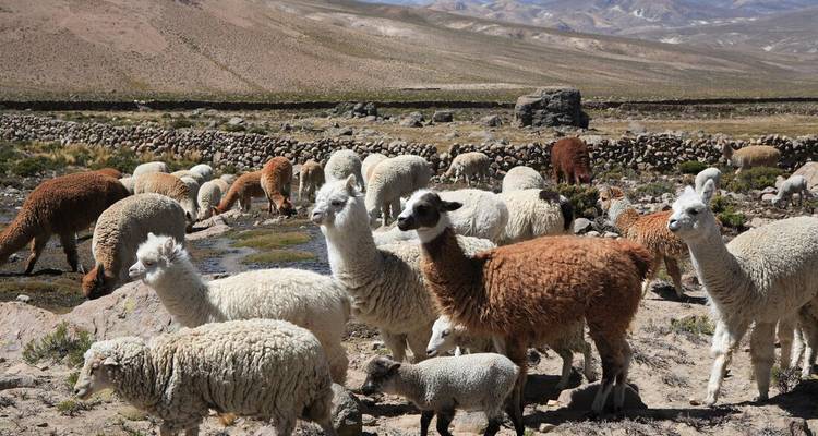 Rebaño de llamas y ovejas pastando en una región montañosa.