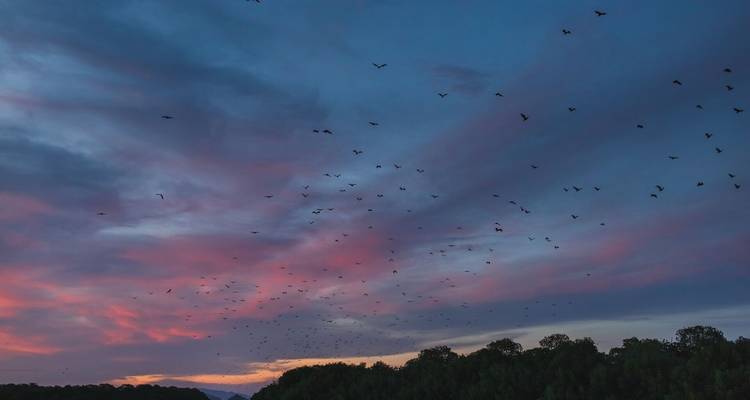 Dramatic dusk sky painted in purples and pinks with a flock of bats flying over dark forest silhouettes