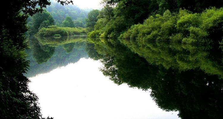 Río tranquilo con exuberantes árboles verdes a lo largo de las orillas.
