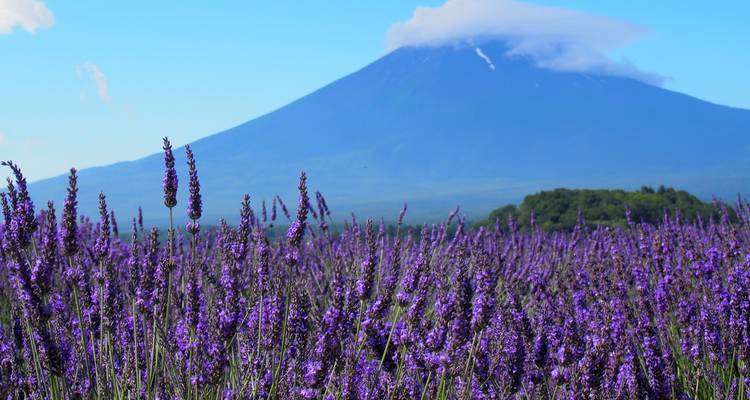 Journeys : les points forts du Japon National Geographic Journeys - National Geographic Journeys with G Adventures 2