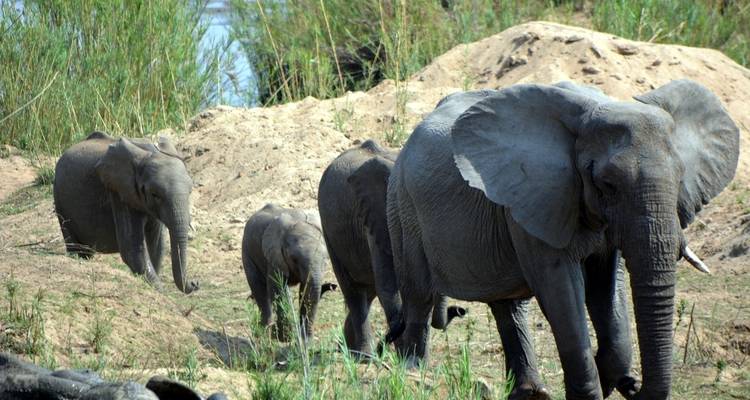 Viajes: Ciudad del Cabo, Parque Nacional Kruger y Namibia Viajes de National Geographic - National Geographic Journeys with G Adventures 4