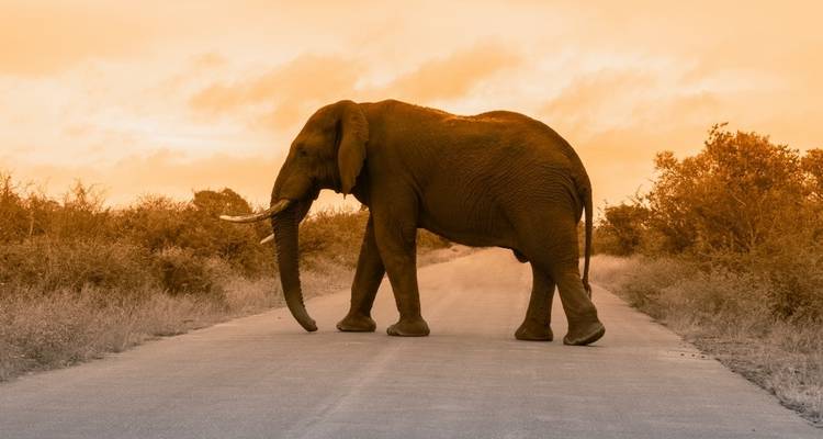 Viajes: Ciudad del Cabo, Parque Nacional Kruger y Namibia Viajes de National Geographic - National Geographic Journeys with G Adventures 3