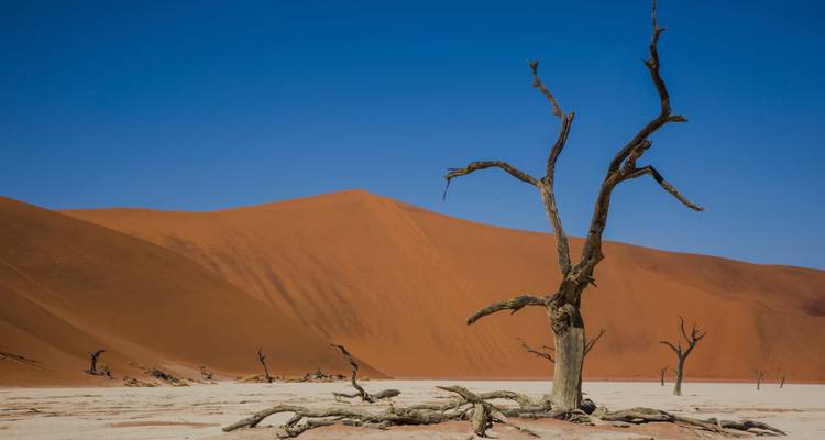 Dead camel-thorn tree stands before towering red dunes on clear blue-sky day.