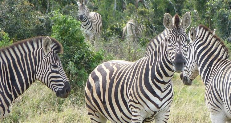 Journeys : Points forts de l'Afrique du Sud National Geographic Journeys - National Geographic Journeys with G Adventures 4