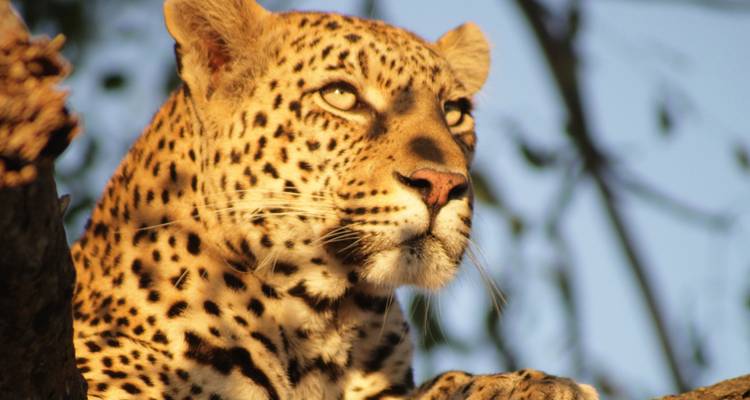 Retrato de leopardo en luz cálida mirando hacia la distancia con fondo de follaje desenfocado