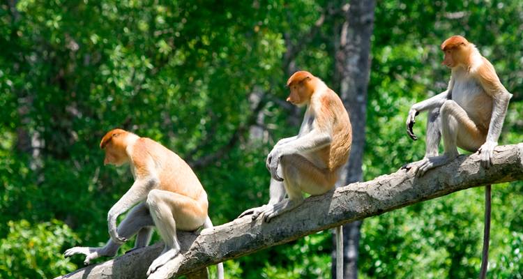 Trois singes nasiques sont assis pensivement sur une branche penchée dans une forêt luxuriante et verdoyante.