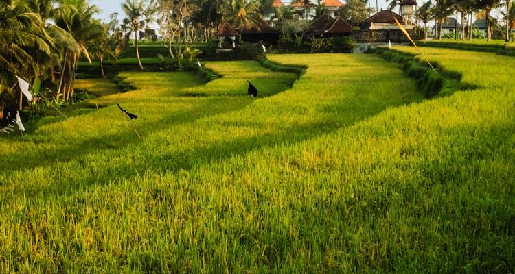 Expérience à Bali - TruTravels 6