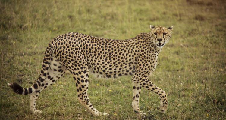 Kilimandjaro - Route du Lemosho et aventure au Serengeti - G Adventures 4