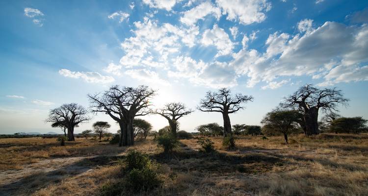 Serengeti Safari - (PRIVATE TRIP) - OneSeed Expeditions 7