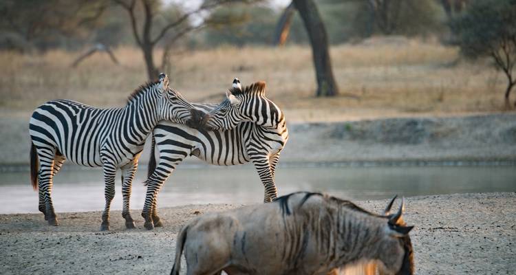 Serengeti Safari - (PRIVATE TRIP) - OneSeed Expeditions 10