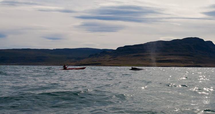 Coastal Kayaking Adventure - Borea Adventures 4