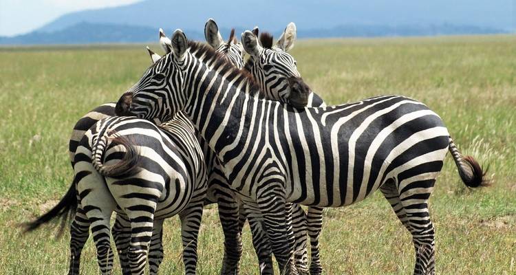 12 días Delta, Chobe y cataratas Victoria - alojamiento - Acacia Adventure Holidays 2