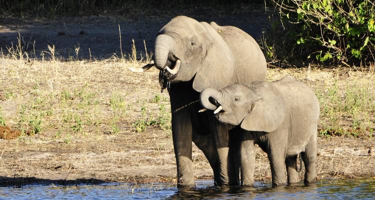 12 días Delta, Chobe y cataratas Victoria - alojamiento - Acacia Adventure Holidays 8