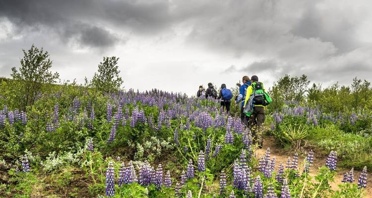 Laugavegur Trek - 4 Day Hiking Tour (Camping) - Arctic Adventures 2