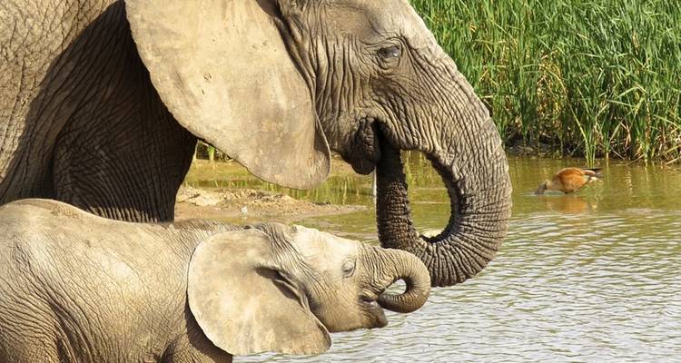 4-day Kruger Safari (Accommodated) - Acacia Adventure Holidays 3