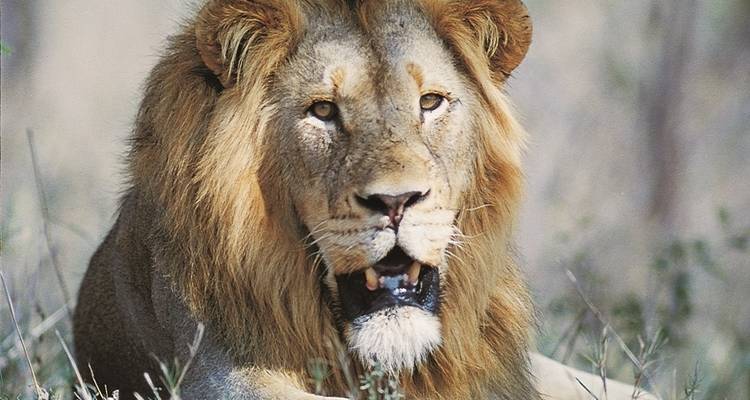 4-day Kruger Safari (Accommodated) - Acacia Adventure Holidays 2